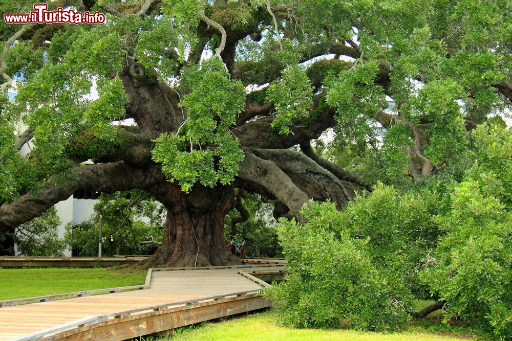 Immagine La famosa e gigantesca quercia di Jacksonville, in Florida