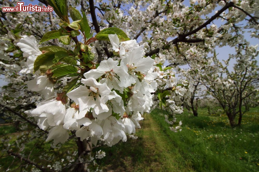 Immagine La Fioritura dei Ciliegi a Vignola, Emilia-Romagna