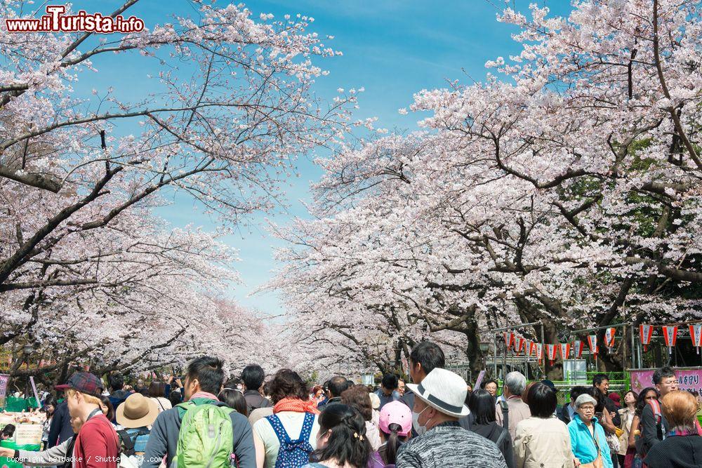 Immagine La fioritura dei ciliegi nel parco Ueno di Tokyo in Giappone - © beibaoke / Shutterstock.com