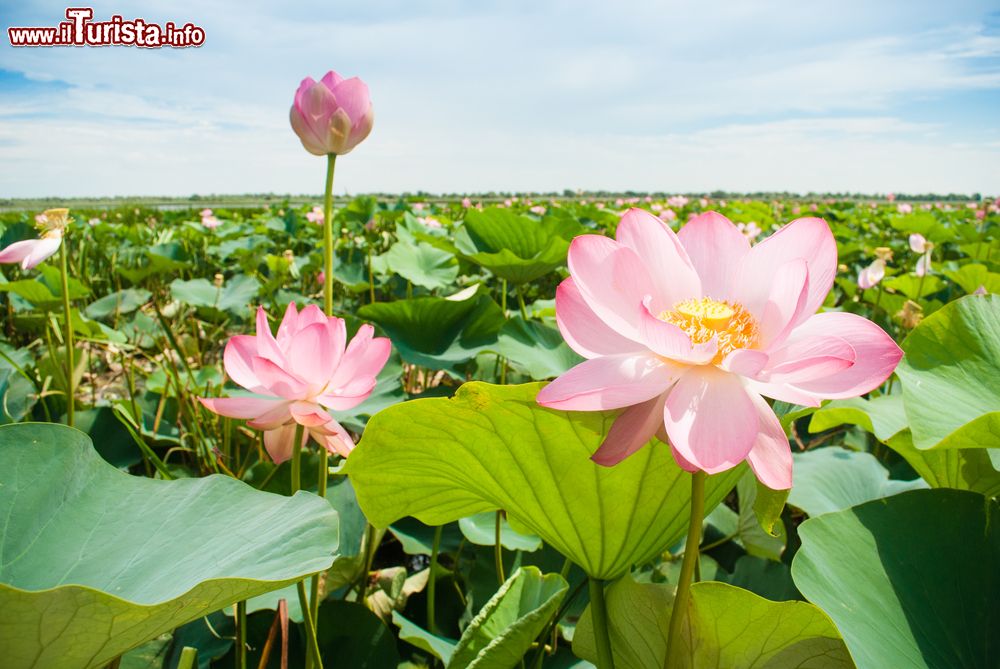 La fioritura dei fiori di loto a Mantova, con i barcaioli del Mincio