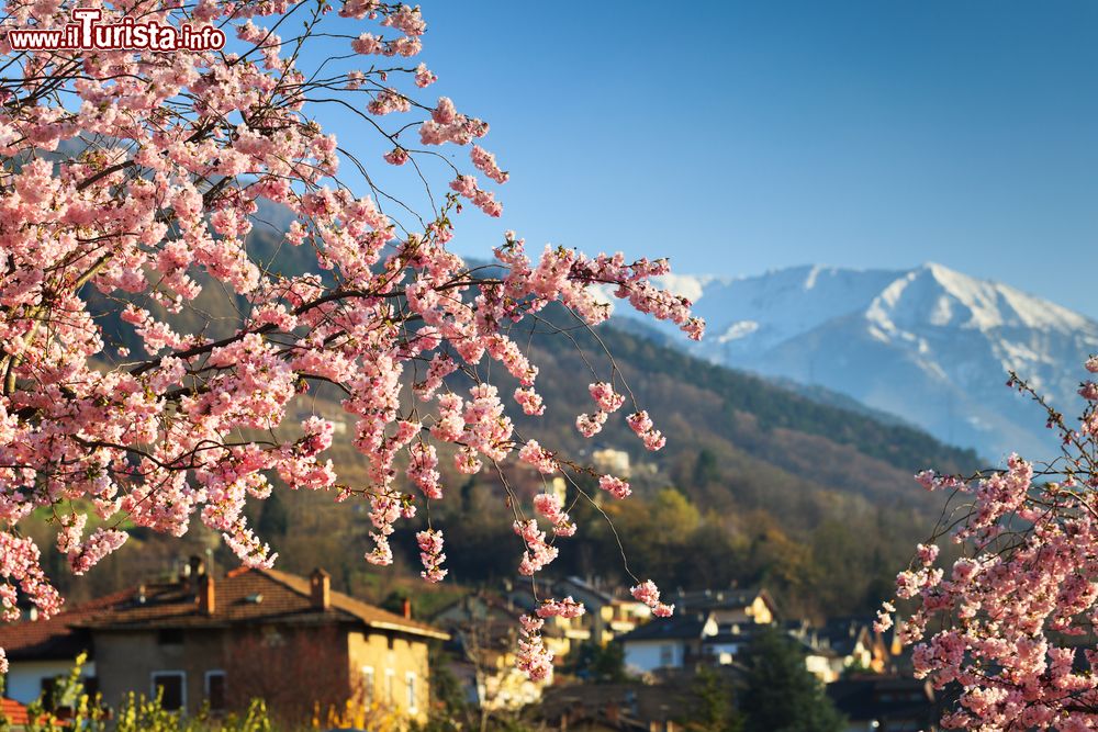 Immagine La Fioritura delle mele e delle albicocche a Silandro in Alto Adige