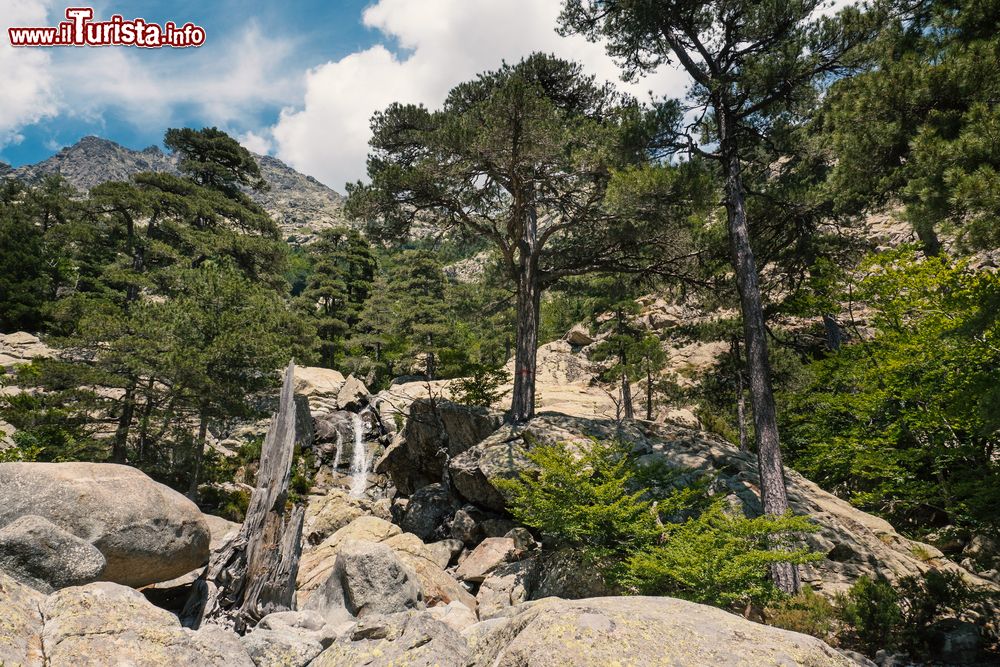 Immagine La foresta di Vizzavona e la Cascata degli Inglesi, Corsica. Prendendo la strada del GR20 ci si può avventurare lungo uno dei più bei sentieri di tutto il paese accompagnati da pini, lecci, ginepri, faggi e castagni oltre che da cascate di acqua limpida e cristallina.