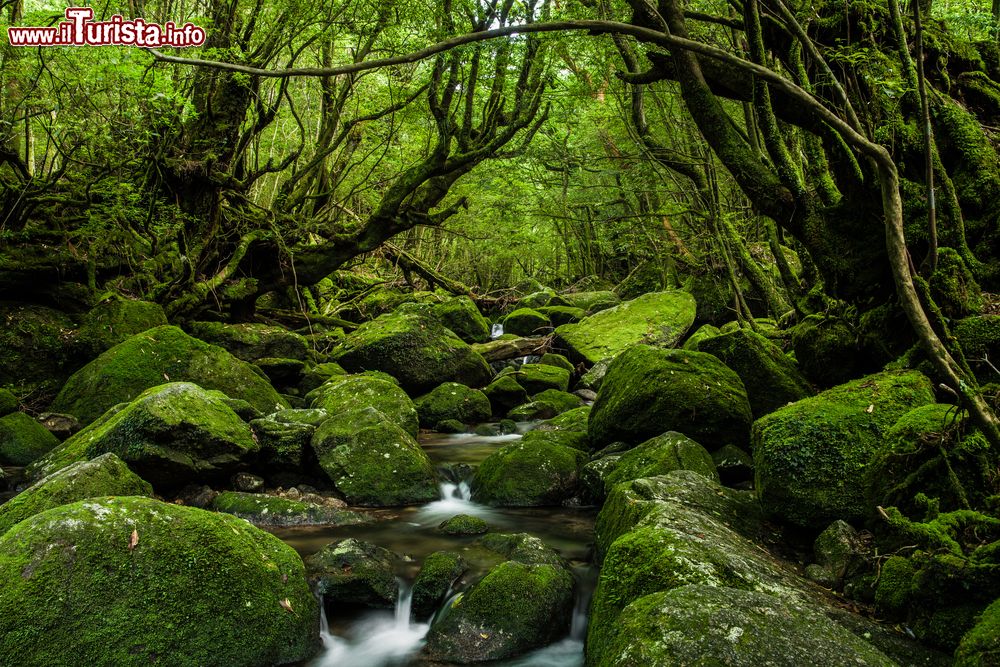 Immagine La Foresta Incantata di Yokushima, Giappone.