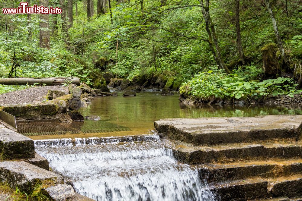 Immagine La graziosa cascatella di un torrente nei boschi di Bad Hindelang, Baviera, Germania.
