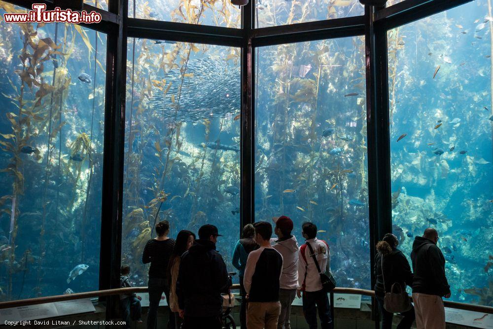 Immagine La Kelp Forest una delle attrazioni del Monterey Bay Aquarium che consente si ammirare qesto ecosistema unico della costa della Callifornia. - © David Litman / Shutterstock.com