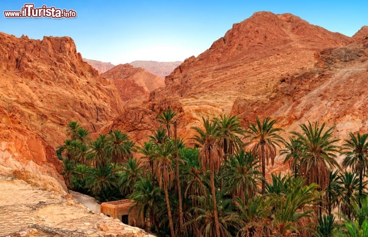 Immagine La magnifica oasi di montagna di Chebika in Tunisia. Tra le brulle ed aride di montagna una sorgente d'acqua crea una spettacolare cascata e consente la vita a centinaia di palme  - © Igor Grochev / Shutterstock.com