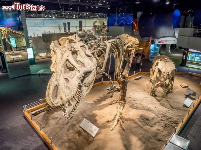 Immagine La mostra dei Dinosauri Fossili al Royal Tyrrell Museum di Drumheller in Alberta - © Jeff Whyte / Shutterstock.com