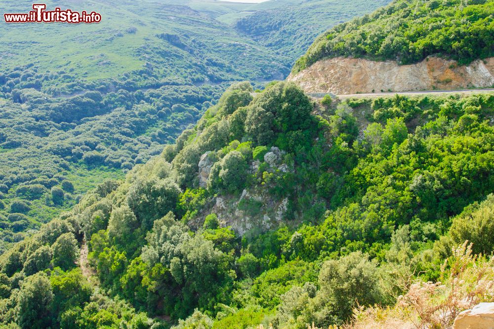 Immagine La natura lussureggiante di Cap Corse, Corsica. Siamo nell'area di Rogliano, villaggio a circa 64 km da Bastia.