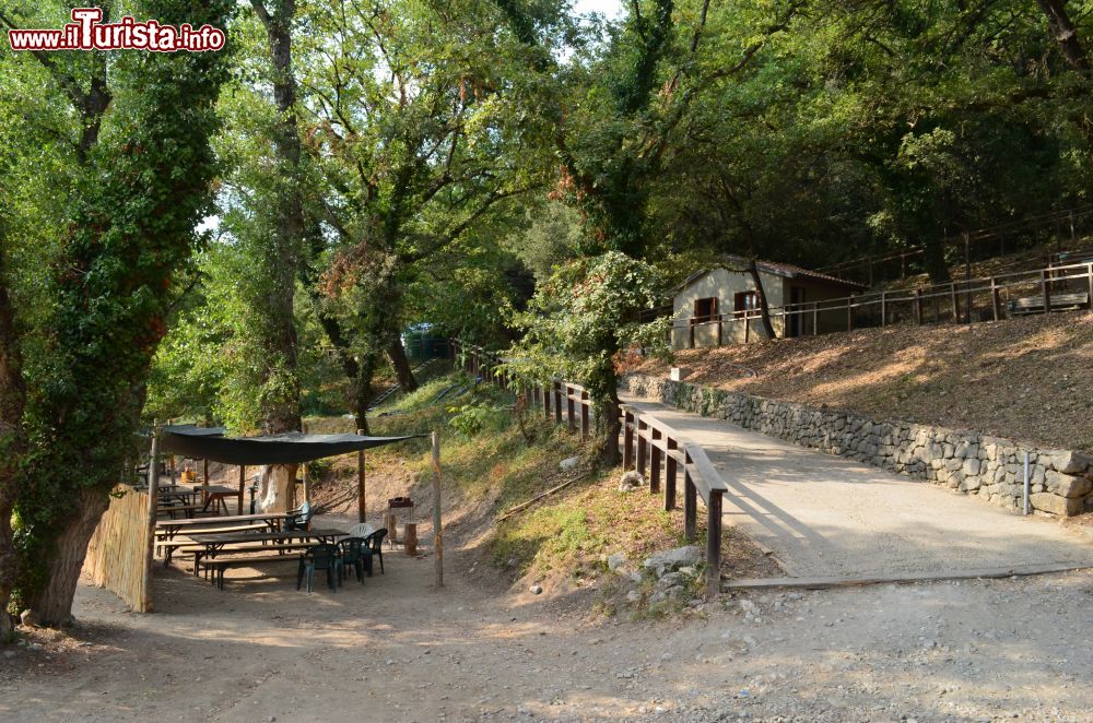 Immagine La natura rigogliosa del territorio di Controne in Campania, provincia di Salerno