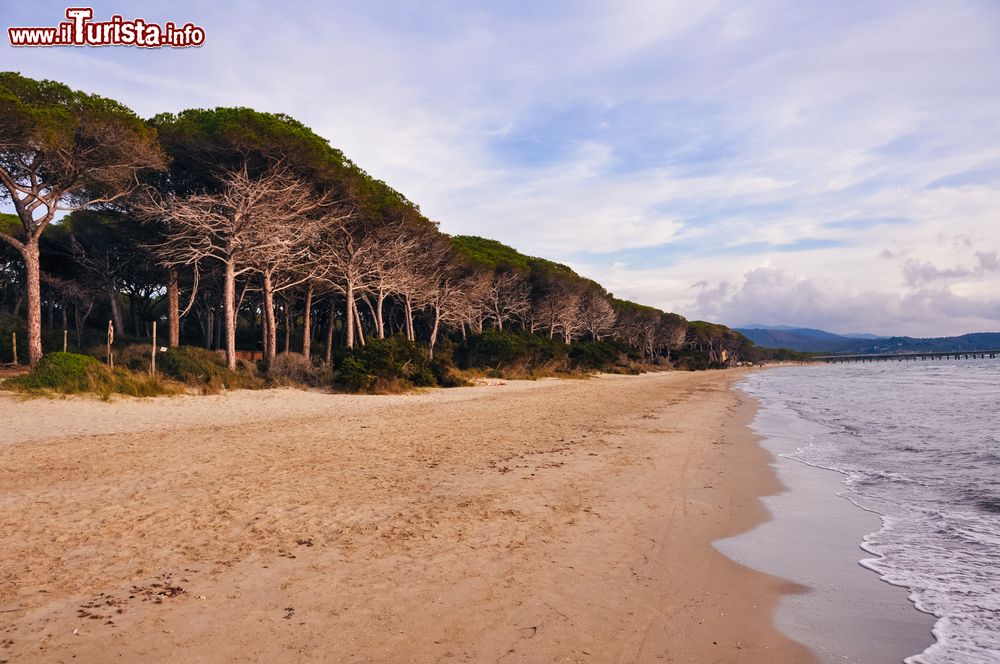 Immagine La Pineta costiera sul Mar Tirreno non distante da Cecina in Toscana