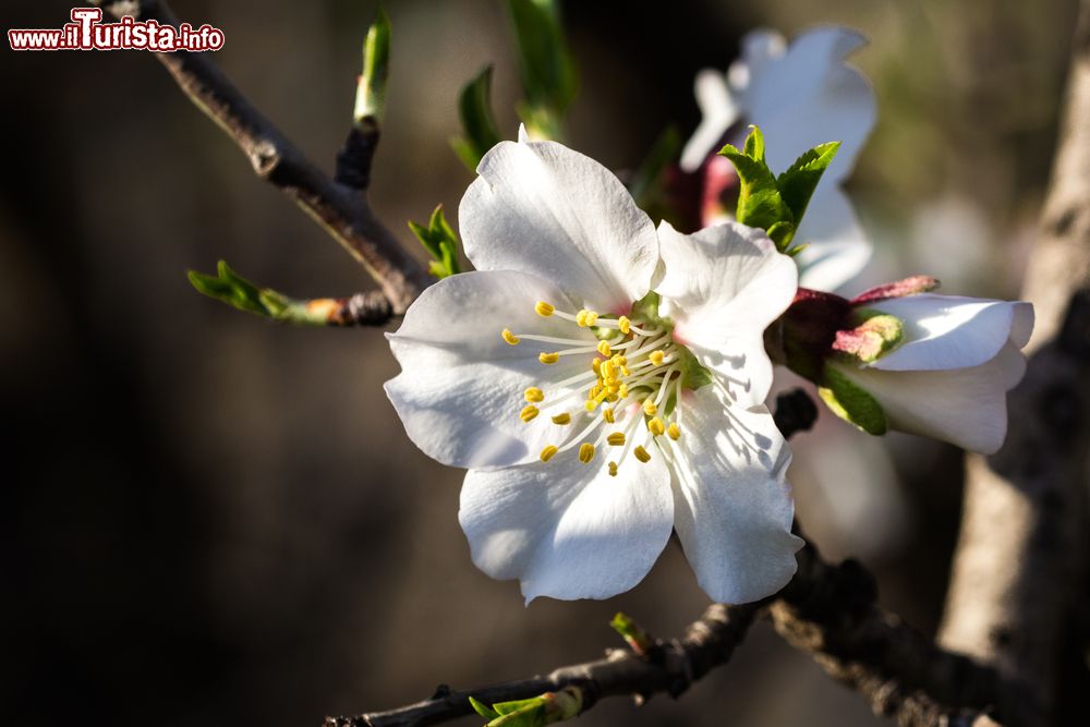 Primavera Narese - Mandorlo in Fiore Naro