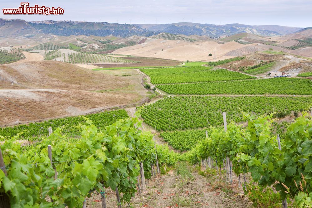 Immagine La produzione del vino Cirò DOC in Calabria, costa ionica