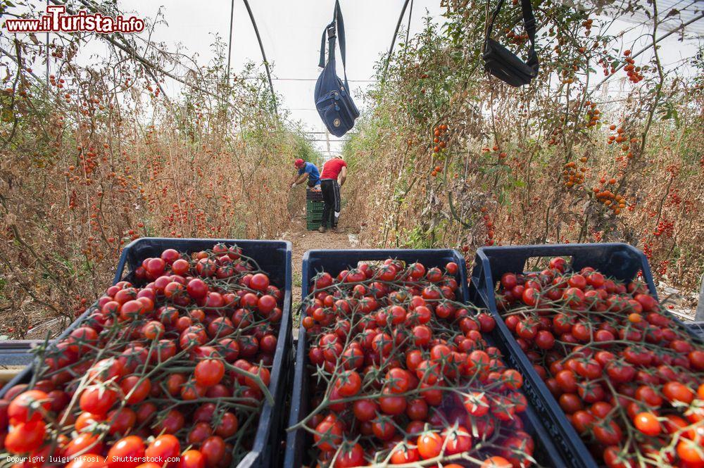 Immagine La raccolta dei pomodori a Pachino, Sicila sud-orientale - © luigi nifosi / Shutterstock.com