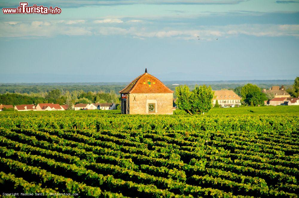 Immagine La regione vinicola di Savigny les Beaune in Borgogna, Francia centrale. - © Massimo Santi / Shutterstock.com
