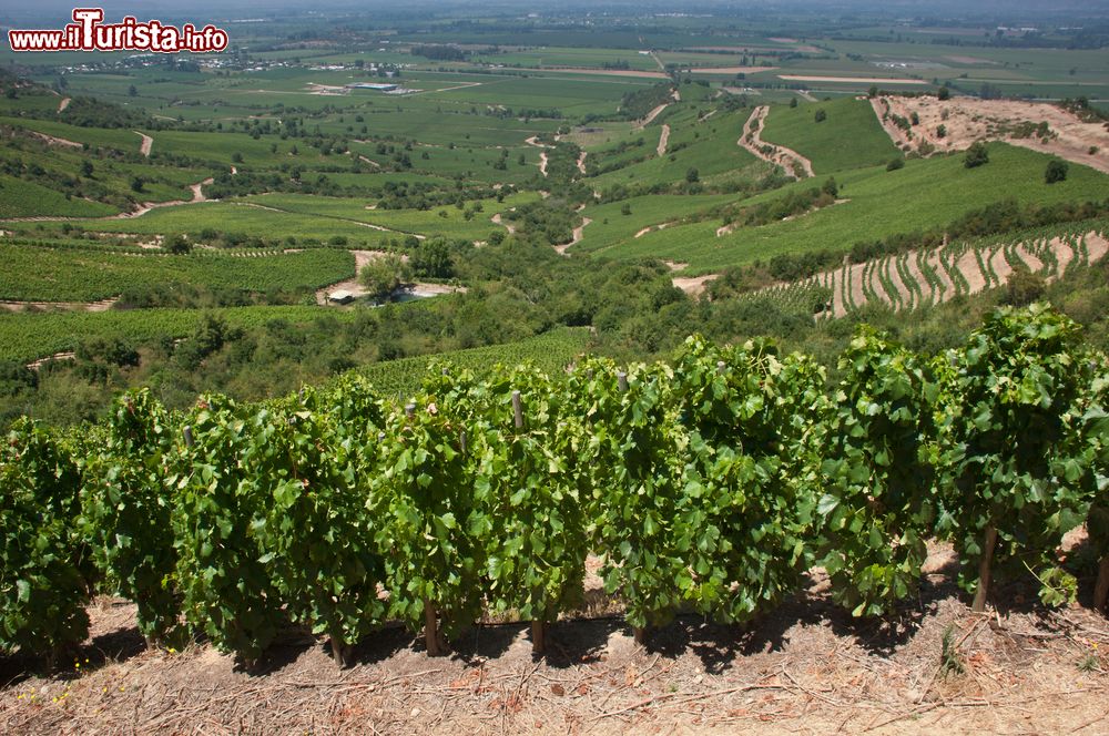 Immagine La regione vinicola nei dintorni di Marchigue in Cile