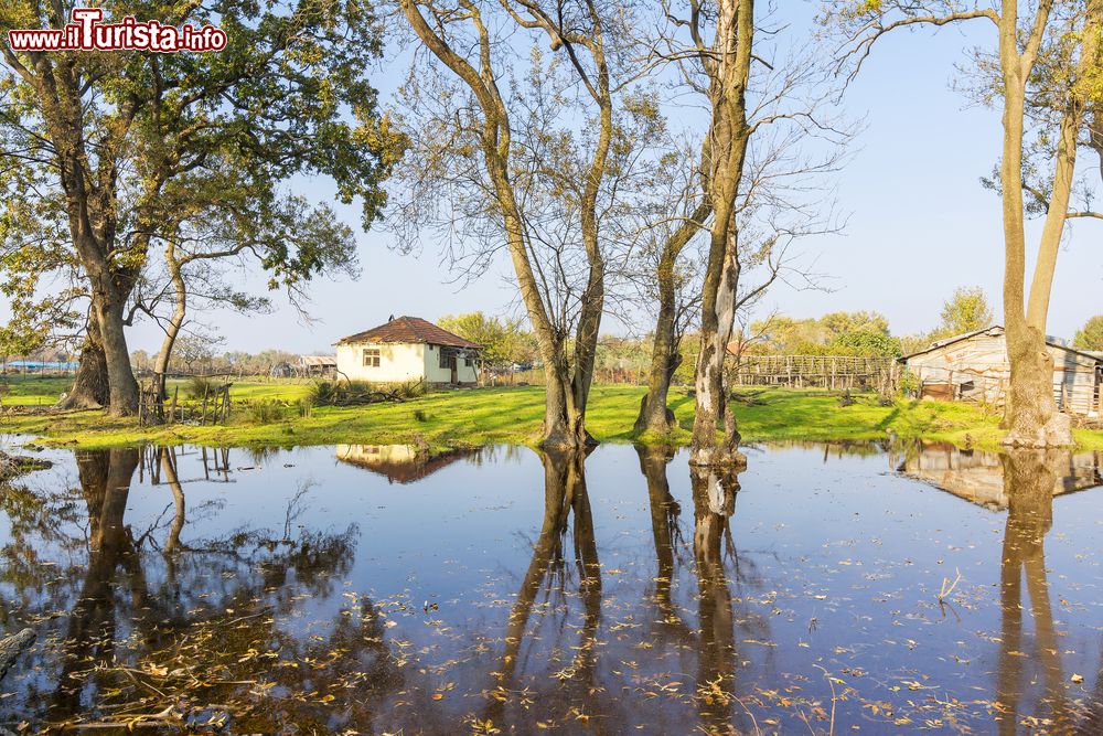 Immagine La riserva naturale di Karacabey Longozu nei pressi di Bursa, Turchia.