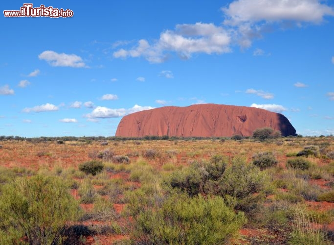 Immagine L'inconfondibile sagoma di Ayers Rock emerge dal bush dell'outback - E' forse il "monumento" più famoso d'Australia! Secondo gli aborigeni questa montagna è piovuta dal cielo, e in effetti non si riesce a capire come nel mezzo del piatto deserto possa emergere questo gicantescco monolite. I geologi però ci dicono che non si tratta di un pezzo unico di roccia, bensì di una serie di strati che, piegati e sollevati, sono emersi dal sottosuolo. Le arenarie e i conglomerati che compongono questi strati affiorano infatti in altri due punti del Red Centre, presso il Monte Conner e negli affioramenti di Kata Tjuta, i Monti Olgas