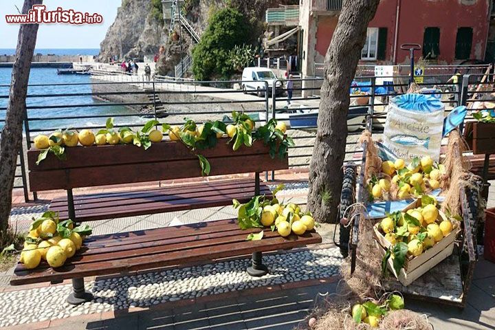 Immagine La sagra del Limone a Monterosso al Mare: l'evento si svolge ogni anno a metà maggio ed accende di colore giallo il borgo delle CInqueterre - @ Pro Loco Monterosso