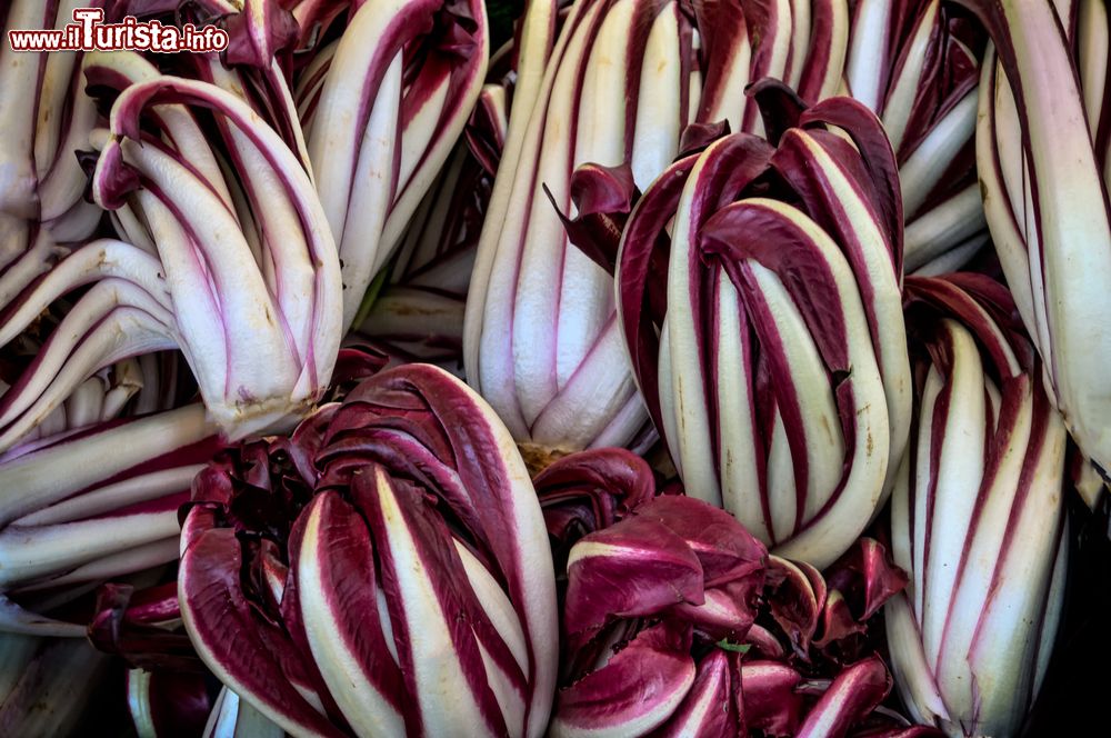 Mostra del Radicchio Rosso di Treviso IGP Tardivo Zero Branco