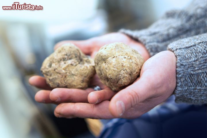 Immagine La Sagra del Tartufo Bianco Pregiato di Savigno celebra l'eccellente fungo ipogeo che si raccoglie sulle colline della Val Samoggia, a sud di Bologna