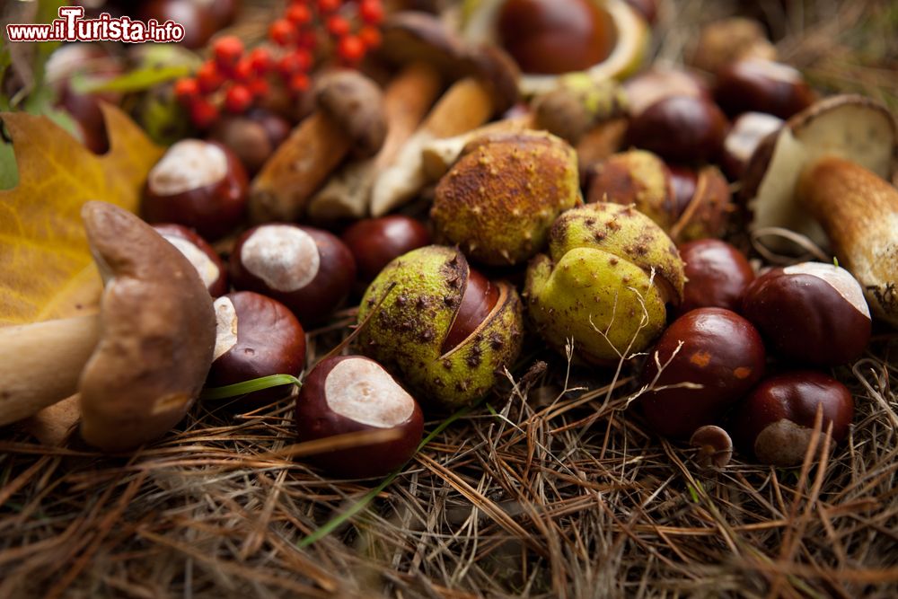 Sagra della castagna e del fungo porcino Roccamonfina
