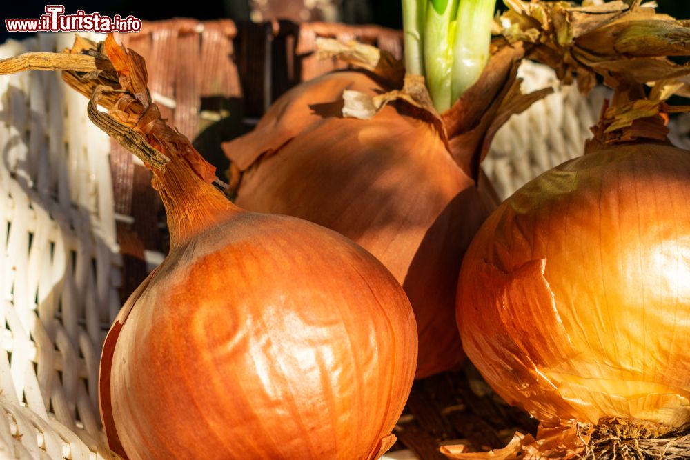 Immagine La Sagra della Cipolla a Medicina: Medicipolla