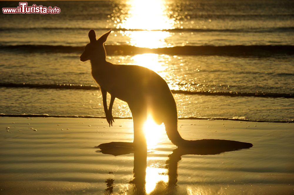 Immagine La silhouette di un canguro grigio fotografato al tramonto nel nord del Queensland, Australia. Questo simpatico marsupiale, simbolo per eccellenza dell'Australia, è presente nel paese in 20 milioni di esemplari.