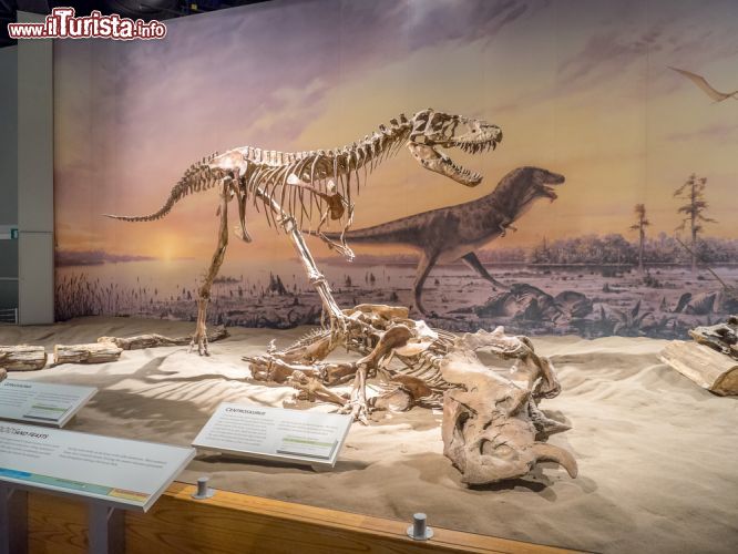 Immagine La spettacolare mostra di dinosauri a Drumheller in Canada. Il Museo Tyrrel offre tantissimi rettili ed un totale di circa 130.000 fossili esposti - © Jeff Whyte / Shutterstock.com