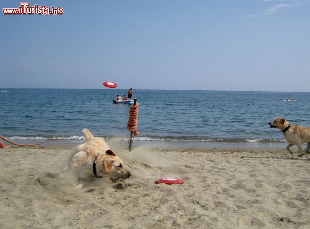 Immagine La spiaggia del Bau Bau Village di Albissola Marina in Liguria: la prima spiaggia per cani  - © Bau Bau Village