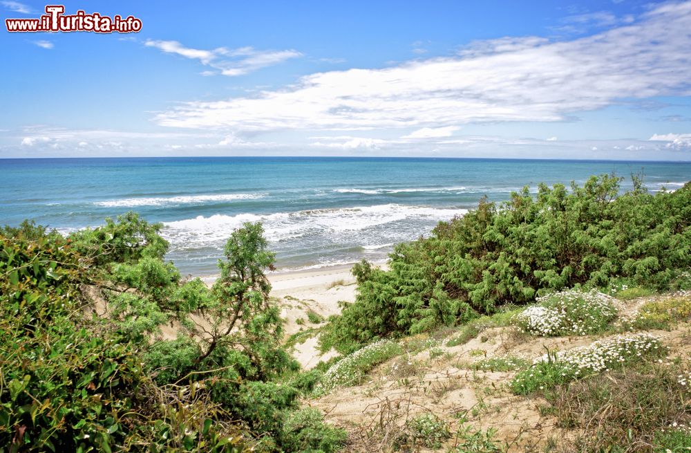 Immagine La spiaggia delle Dune a Sabaudia nel Lazio