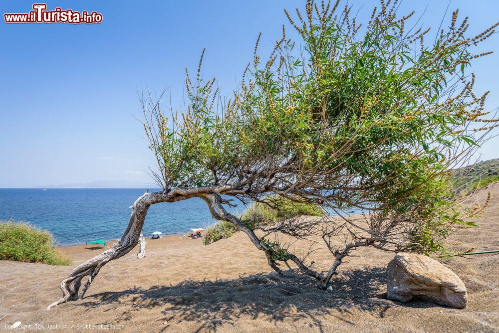 Immagine La spiaggia di Pachia Ammos sull'isola di Nisyros, Dodecaneso, con una pianta dal ramo ricurvo - © Tom Jastram / Shutterstock.com