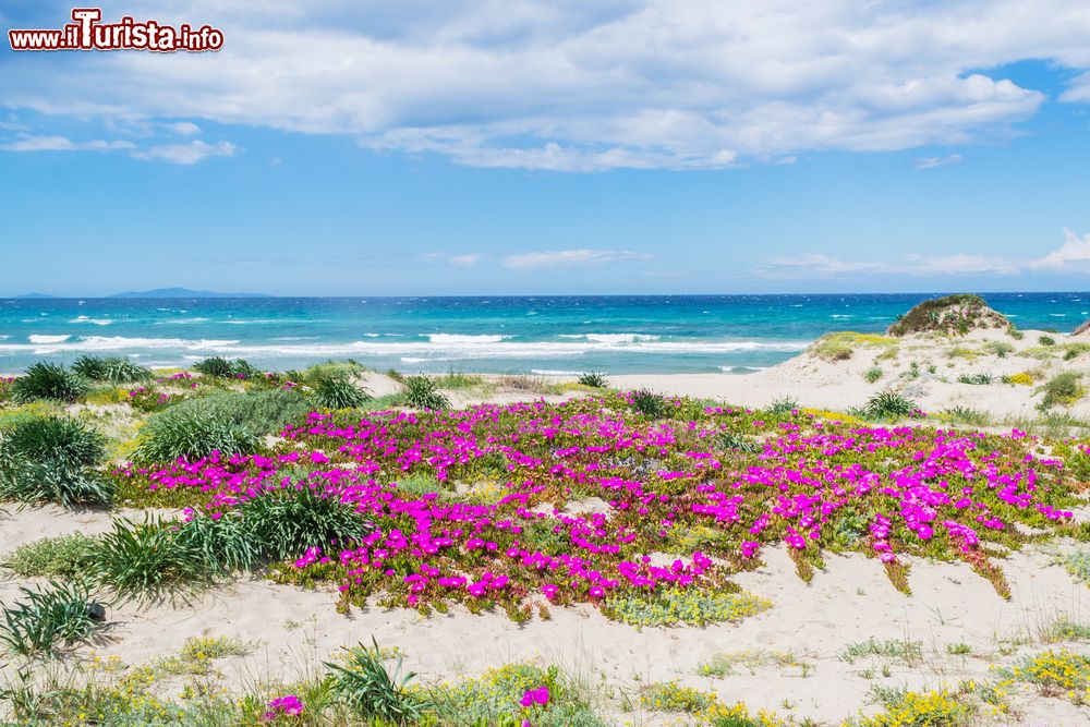Immagine La spiaggia selvaggia di Platamona in Sardegna, Golgo dell'Asinara