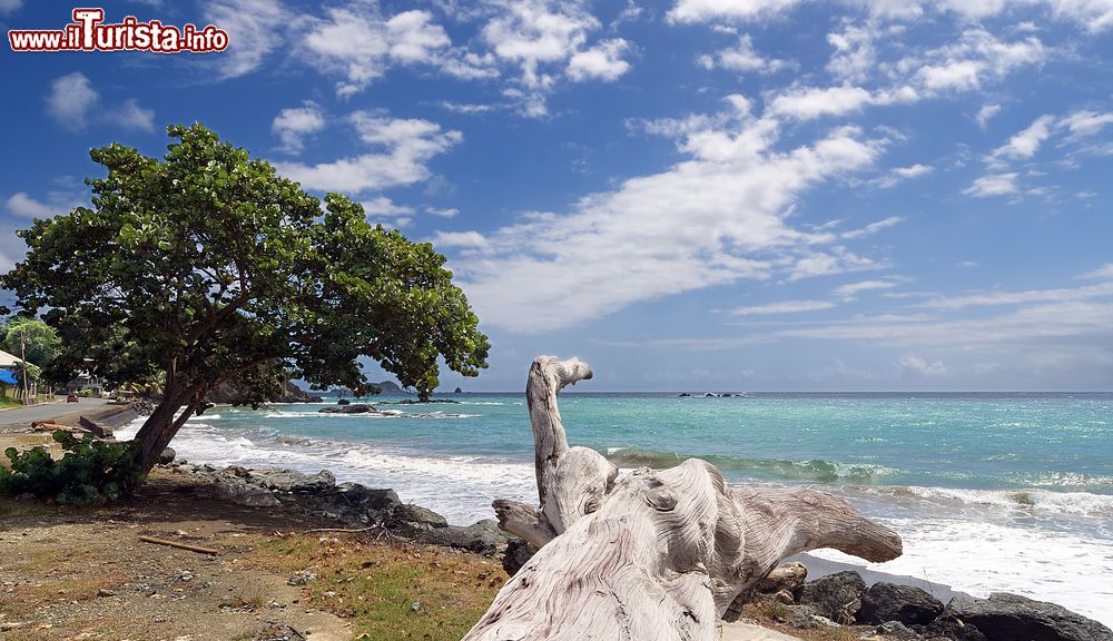Immagine La splendida spiaggia tropicale di Roxborough sull'isola di Tobago, America Centrale. Questo tratto di litorale da cartolina è lambito da acque calme e tranquille anche quando fuori l'oceano è più impetuoso.