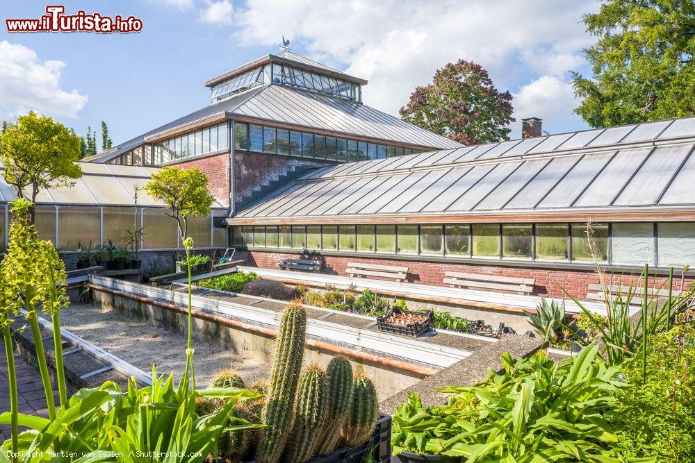 Immagine La storica greenhouse all'Orto Botanico di Leiden, Olanda. L'orto botanico di Leida è il più antico dei Paesi Bassi oltre che fra i più datati del mondo. Ospita, fras l'altro, una collezione di felci e di Araceae e orchidee asiatiche - © Martien van Gaalen / Shutterstock.com