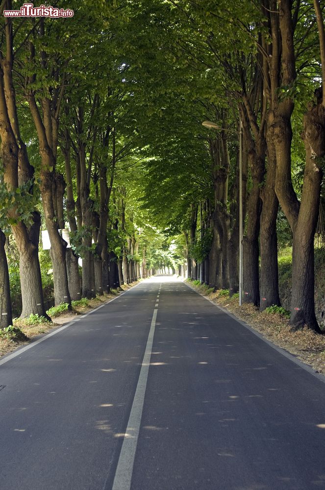 Immagine La strada che da  Lucca conduce a Camaiore  in Toscana