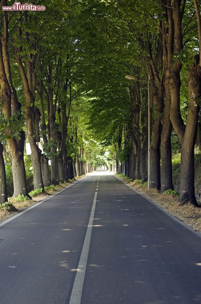Immagine La strada che da  Lucca conduce a Camaiore  in Toscana