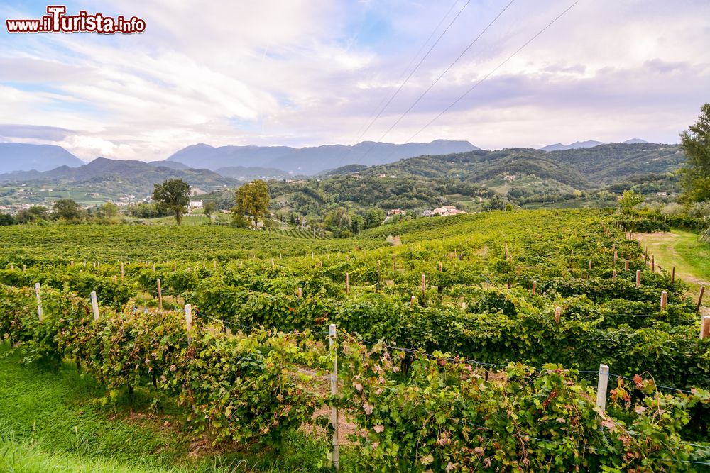 Immagine La Strada del Prosecco nei pressi di Refrontolo, provincia di Treviso