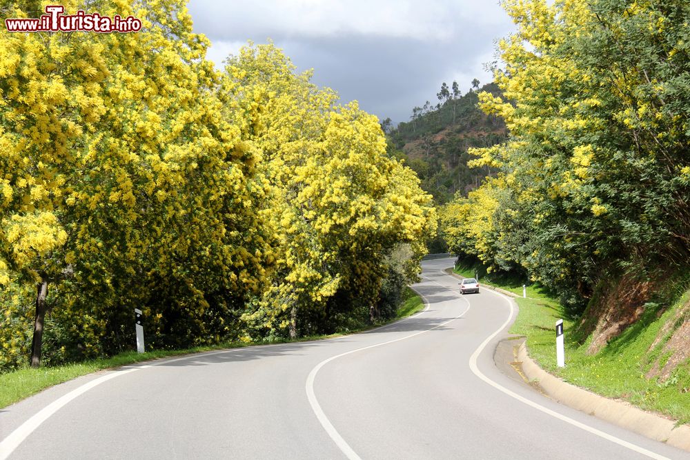 Immagine La Strada della Mimosa in Costa Azzura (Francia)