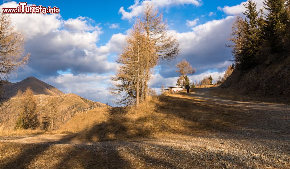 Immagine La strada verso Cima Panarotta (m 2002), sopra Levico Terme in Trentino