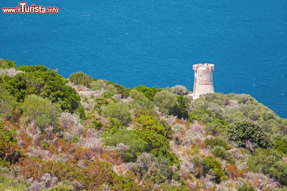 Immagine La torre genovese di Campanella e la macchia mediterranea della costa di Serra di Ferro in Corsica