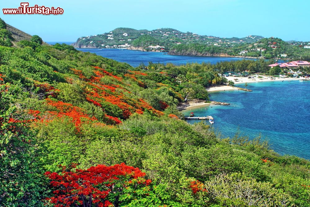 Immagine La vegetazione rigogliosa di Rodney Bay nel Mar dei Caraibi, isola di Saint Lucia.