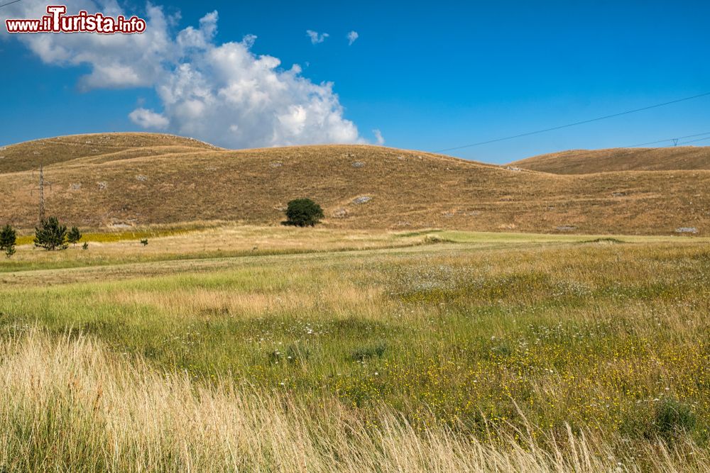 Immagine La vegetazione spoglia dell'Altopiano delle Cinque Miglia nei pressi di Rivisondoli, provincia abruzzese de L'Aquila.