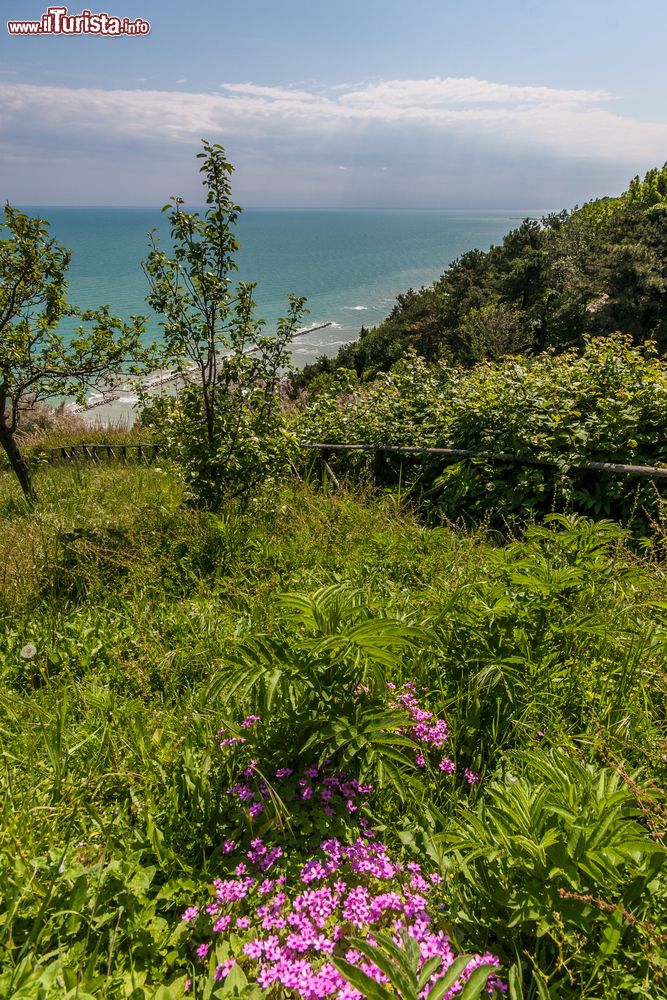 Immagine La vegetazione sulle colline di Fiorenzuola di Focara, Pesaro, Marche.