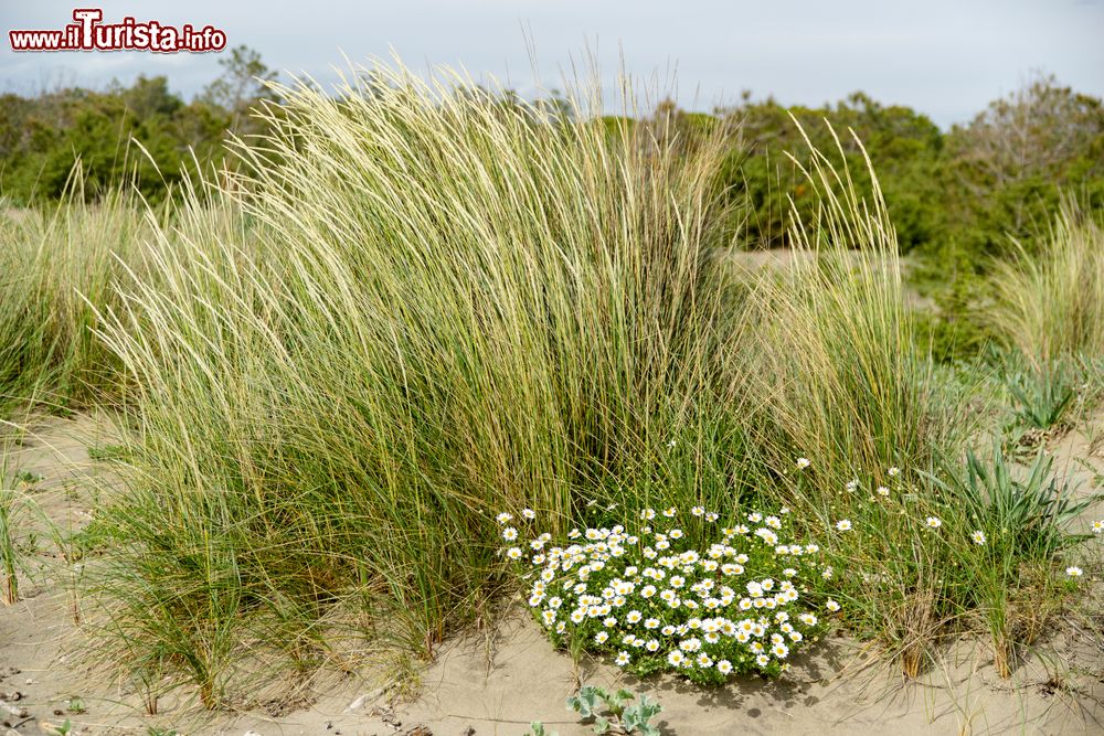 Immagine La vegetezione della macchia mediterranea su una duna costiera a Principina a Mare, Toscana