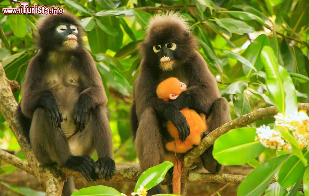 Immagine Esemplari di langur dagli occhiali con un piccolo sull'isola di Wua Talap, Thailandia. Queste scimmie sedute sul ramo di un albero sono ospitate nel parco nazionale marino di Ang Thong.