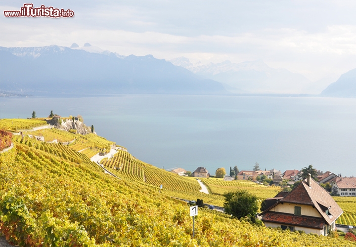 Immagine Lavaux, vigneti terrazzati, Svizzera.