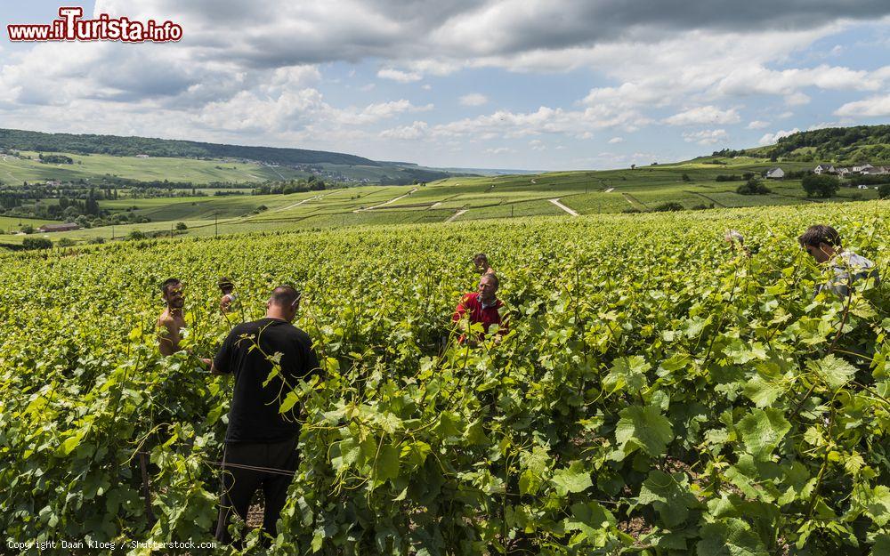 Immagine Lavoratori in un vigneto a Tincourt, nei pressi di Epernay, distretto di Marne-la-Vallee (Francia) - © Daan Kloeg / Shutterstock.com