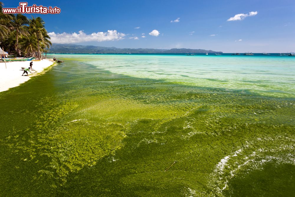 Immagine Le acque inquinate di Boracay ricoperte dalle alghe. L'isola è stata chiusa per 6 mesi nel 2018 per l'eccessivo inquinamento