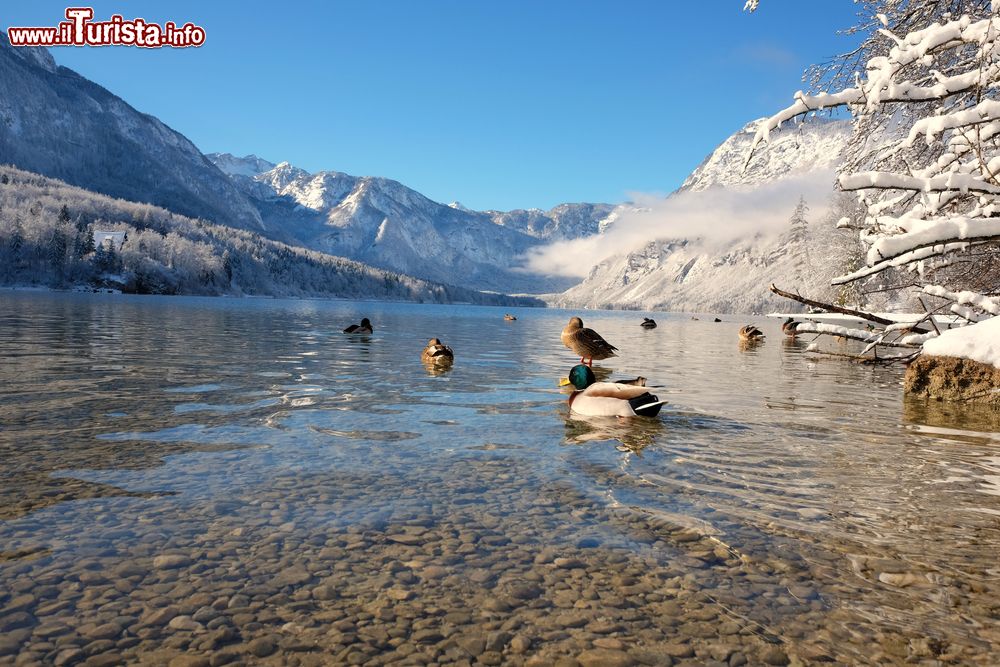 Immagine Le acque limpide del lago di Bohinj, Slovenia. Questo meraviglioso ambiente naturale, immerso nel Parco Nazionale del Tricorno, è dimora di molte specie di flora e fauna.