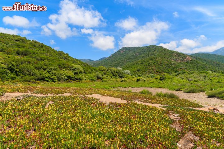 Immagine Le alpi corse nei dintorni di Osani, Golfo della Girolata